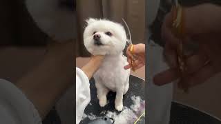 HOW TO make your Spitz a #fluffy sensation?? 🐾🐶#Spitz #grooming  #youtubeshorts