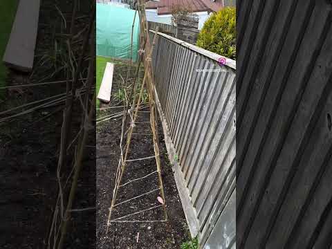 Beans and 🫛 #beans #peas #gardening