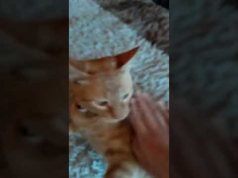 attcked me baby cat angry rage