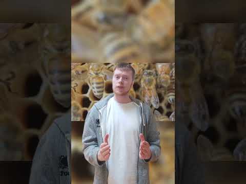 Bees don't have lungs!
