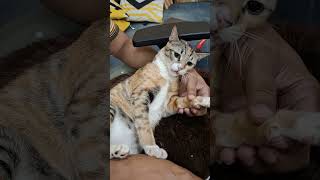 Cutting My Cat’s Nails After She Scratched the Wallpaper #CatNailTrimming