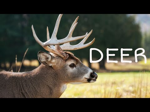 Amazing Deer Facts