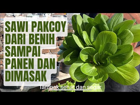 menanam sawi pakcoy dari benih sampai memasak || how to grow pakcoy from seeds until cooking #part2