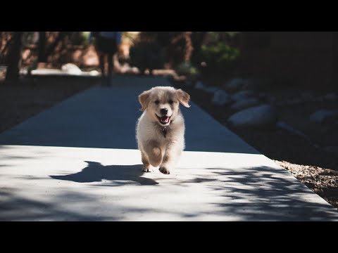 (2분 정보) 강아지 관절 관리 방법