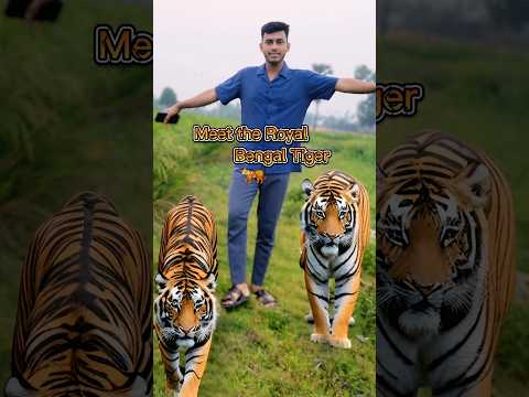 "ভয়কে পেছনে ফেলে,দেখা করলাম বাঘের সঙ্গে 🐅 #Aminulbhai0 #AIshirt #youtubeshorts