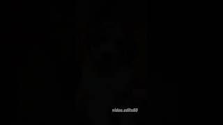 Australian shepherd🌙#videoedits60 #adoptdontshop #animals