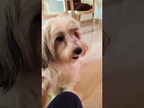 Only Pet Parents can relate #casper #shortsfeed #short #pet_parent_life #viral #trending #4k_video