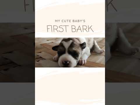 🐶 Adorable Baby Puppy's First Bark | Heartwarming Moment Caught on Camera! 🎉 #CutenessOverload