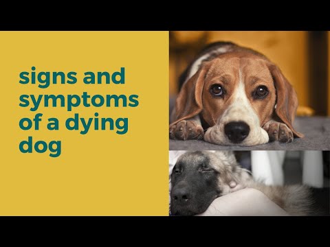 early sign and symptoms of a dying dog | dying dog symptoms