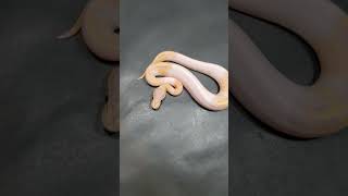 Pied to CG Pied #snake #pet #pets #reptile #pythonshorts #short #morphs