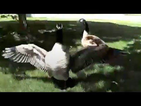 Goose scare