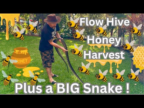 Flow Hive Honey Harvest Plus a BIG Snake !