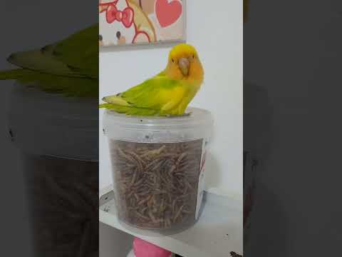 #pets #birds #смешныепопугаиговорящие #попугаи #милота #parrot #lovebirds