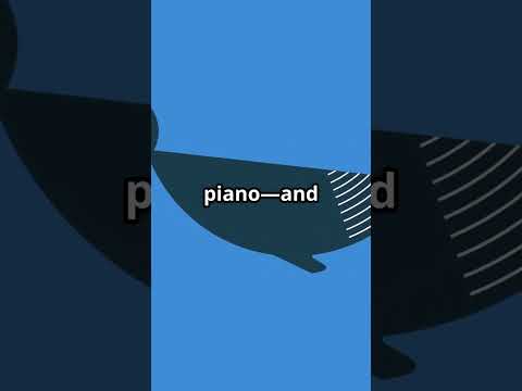 This whale's heart is louder than you think! #oceanfacts  #shorts  #wildlife  #didyouknow