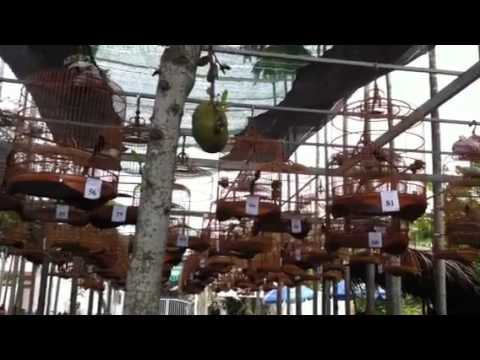 IMG_0005.MOV