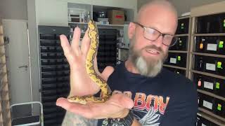 Ball python breeding season! New hatchlings update! 🔥