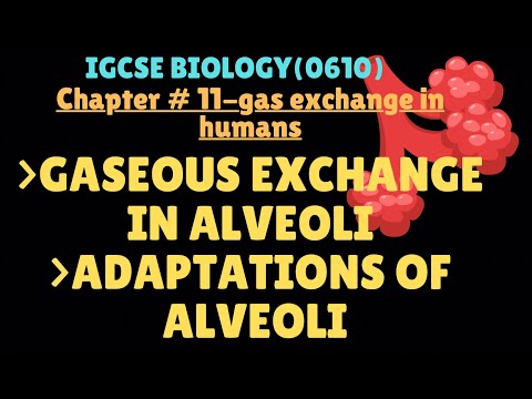 IGCSE Biology|Chapter #11 Gas exchange in humans(Gaseous exchange)