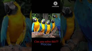 Riddle || no of parrots #riddles #canyousolve #riddlesolvers #braingames #brainout