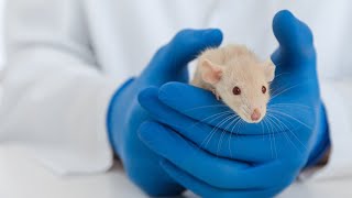 Microsampling for Preclinical Research (Animation)