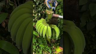 #short #agriculture #agritools#farming2024  #youtubeshorts #satisfying #EliteShortsUnleashed #2161