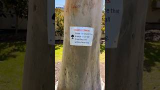 Tree fight #tree #treehumour #treehumor #commentary #comedy #naturecomedy