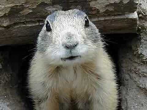 Prairie Dog Singing George Bush A Song