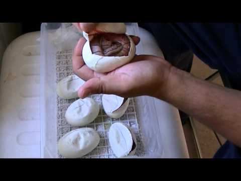Cutting Ball Python eggs clutch #3 .2013