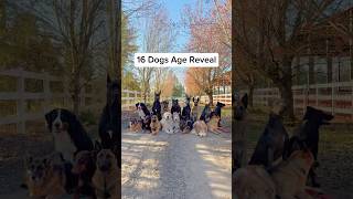 Are you an oldest, middle or youngest sibling? 🤔 #dogsofyoutube