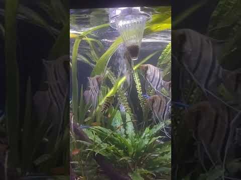 Leopoldi angelfish enjoying worms