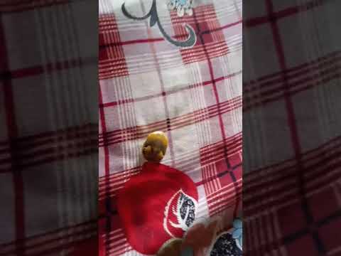 Funny video 2020 Tik Tok Star 🌟 Comedy