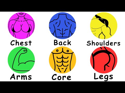 Every Muscle Group Explained In 4 Minutes