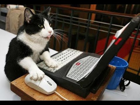 Funny and Cute cat good at math