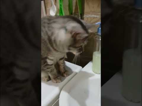 #shorts Masyunya drinks water
