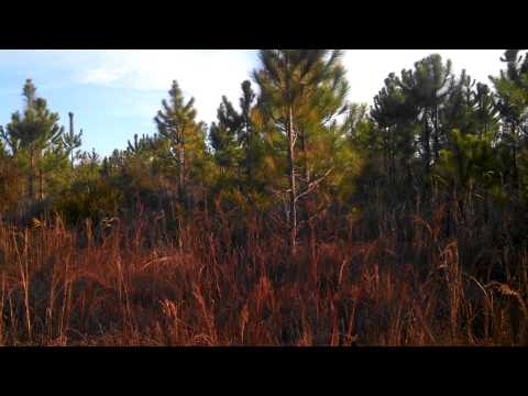 Turning the dogs out! Deer Hunting