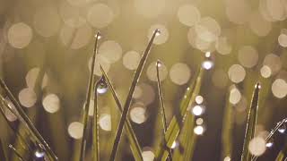 AI Peaceful Nature Scenes | AI LEVERAGE LABS