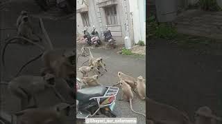 #kabaddi #punjabisong #instagram #youtubeshorts #monkey  #hanuman #song #remix #viral #viralvideo