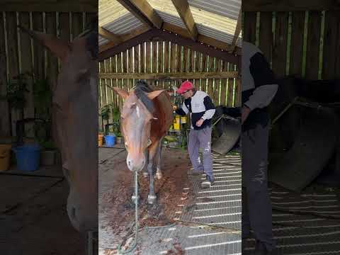 Summertime clip for our Irish mare! #irishdraught #horsesofyoutube #clipping #readyforsummer