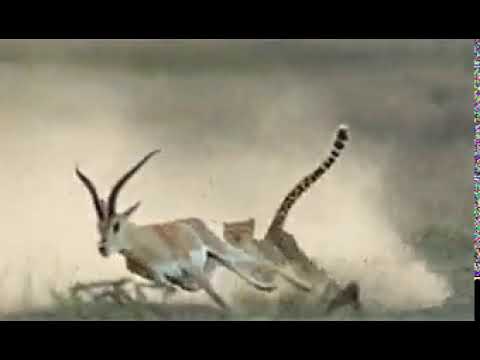 Cheetah uses Tail and Conservation of Angular Momentum to Chase Down Gazelle