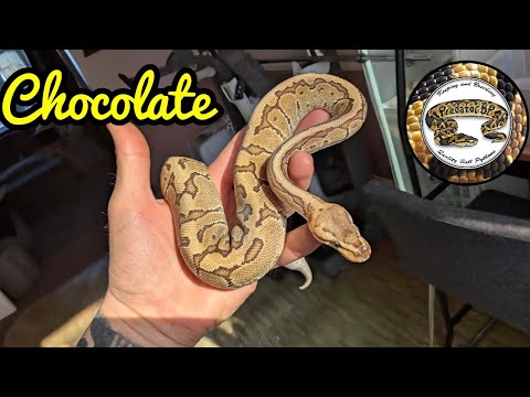 Breeding Ball Python's New Snake Plus More.