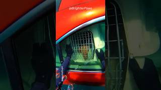 Craziest POV Rescue: Dog Trapped in a Sinking Car!🚗💦 #dog #humanity