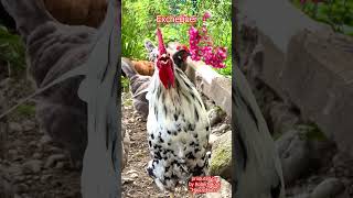 Sebright, Serama, Bosnian Longcrower, Exchequer BEST ROOSTERS #rooster #longcrower #langkräher #hahn