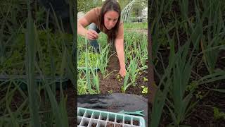 Your CELERY is growing too slow | how to make celery grow faster #growingcelery #celery