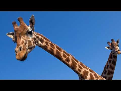 Fun Fact Friday - Neck
