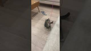 Cat plays squid game 250 subs special