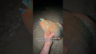 Walking The Beach After A Cold Front… #animals #nature #shorts #fishing #outdoors #trending #explore