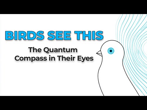 Animals With Super Senses You Never Knew About!