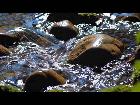 Real Stream Sounds | 2 Hours of Seamless Sleep & Healing Ambience