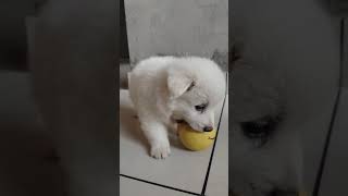 ☺️😂✨#followformore #likeplease #cuteanimal #funny