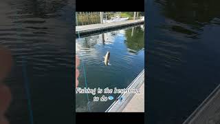 #destin #fishspecies #fishingfun #fish #destinbeach #freshwaterfish #blowup #destinfl #destinflorida