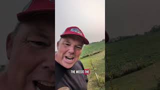 The Damn Weeds!!!! I don't know what to do. #applehelp #AppleTrees #Farmlife #OntarioCider